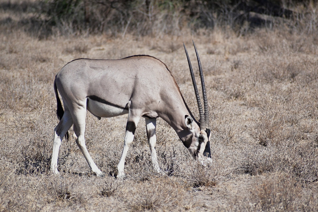 Buffalo Springs Nat. Reserve